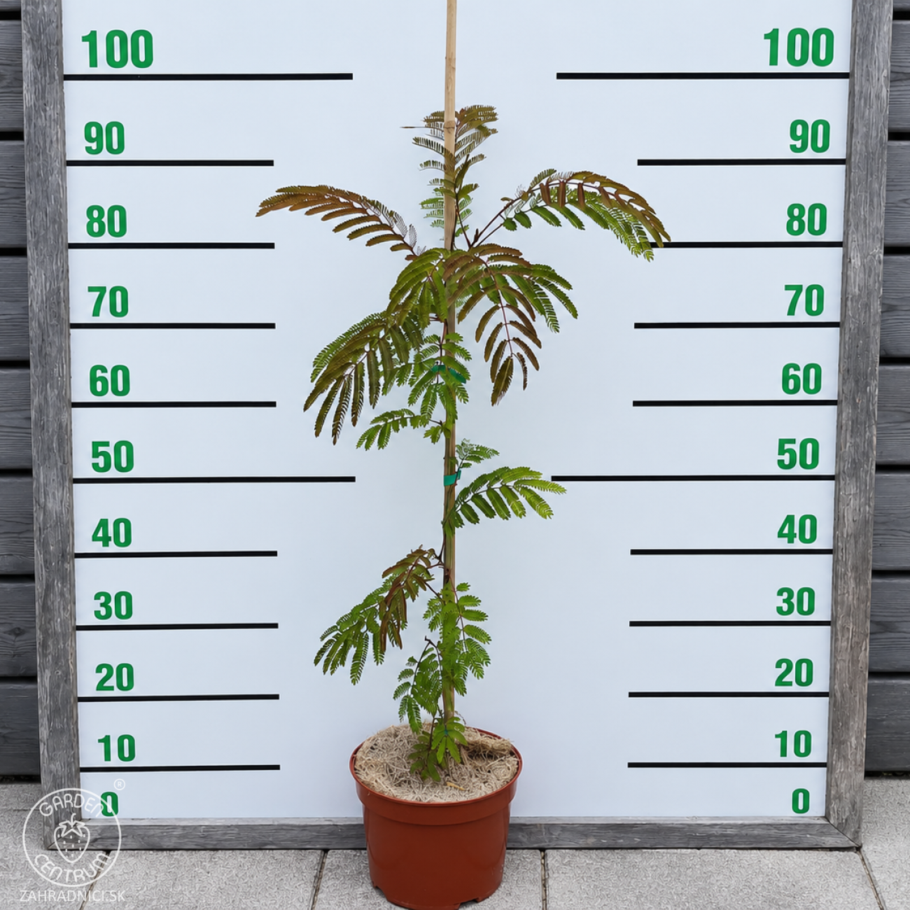 Obrázok Albízia ružová (Albizia Julibrissin) ´OMBRELLA´® - výška 60-80 cm, kont. C5L